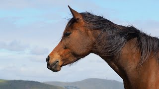 Windy afternoon with the mares