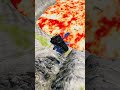 Cars vs Giant Lava Pit – BeamNG.drive #shorts #beamngdrive #usa #viral