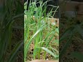 Quer alhos saudáveis? Faça assim #hortaemcasa #sustentabilidade