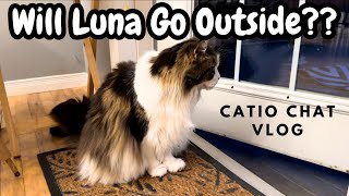 Fluffy Cats and Catio Chats Vlog #animals #pets #cats #catvideo #catlover by Maine Coon Capers 211 views 1 day ago 9 minutes, 40 seconds