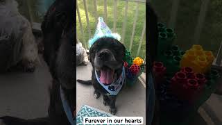 Rip To The Best Dog Ever We Love You Loki