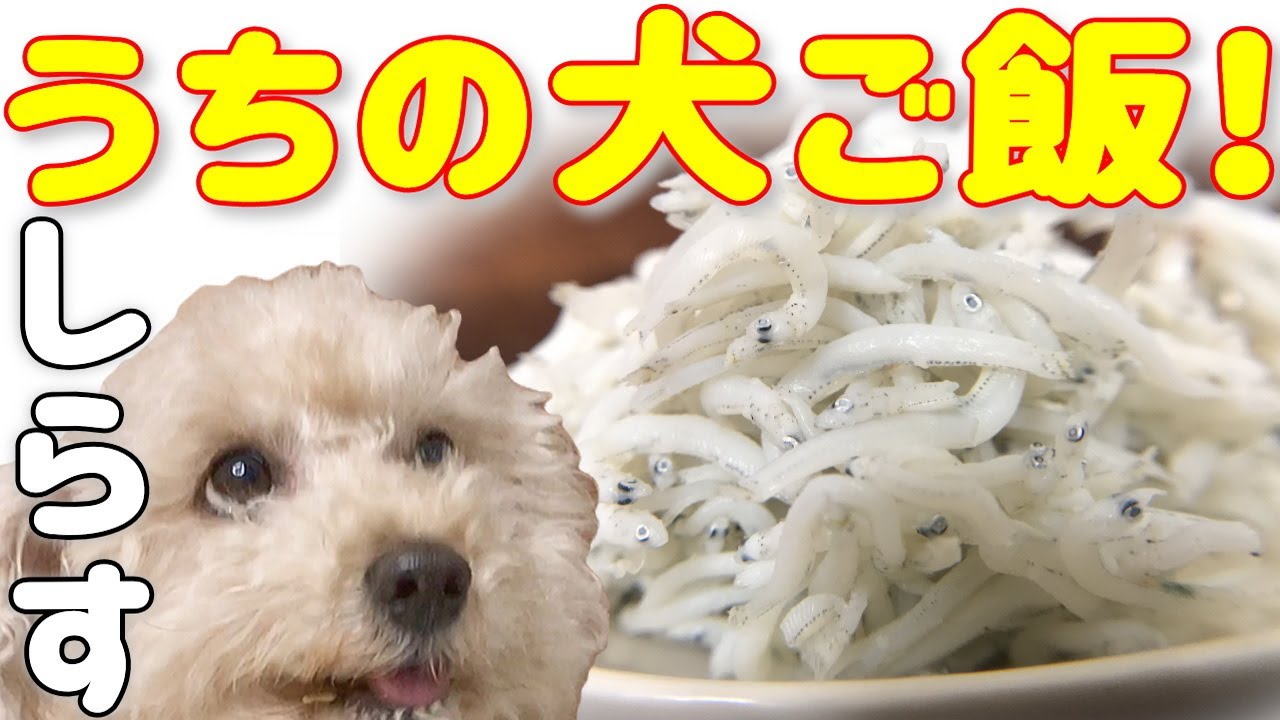 トイプードル 手作り かんたん しらす を使ったうちの犬ごはん 09 Youtube