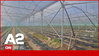 Paratë Janë Në Banka Azhbr Disburson Këstin 2 Për Skemën Kombëtare Në Bujqësi E Blegtori