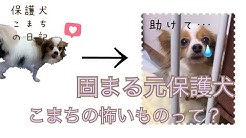 保護犬こまちの日記 Youtube 保護犬こまちの日記 Youtube