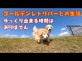 【修行】ゴールデンレトリバーとの生活は楽しいだけではありません