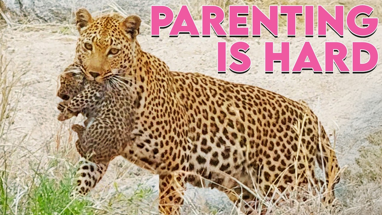 Fussy Leopard Cubs Force Mommy to Move Them AGAIN!