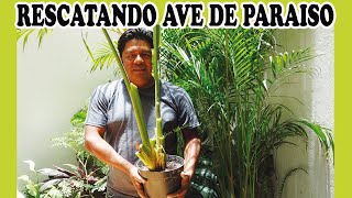 Rescatando planta Ave de Paraíso/Efrén Mendoza