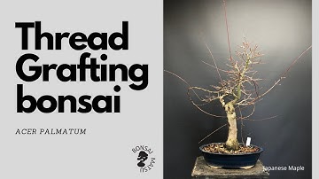 Thread Grafting Bonsai