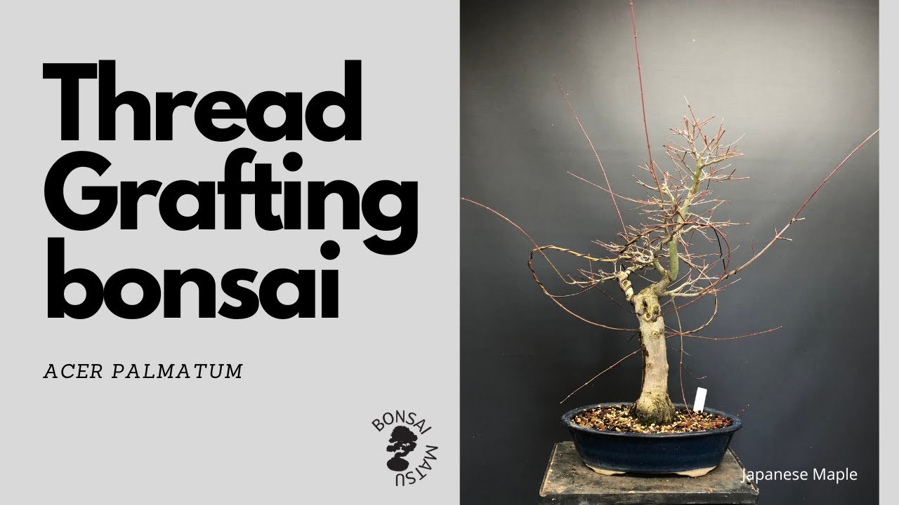 Thread Grafting Bonsai
