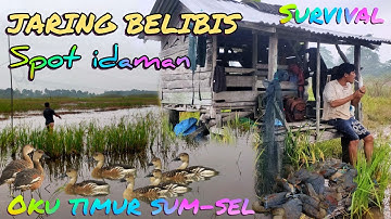 BERBURU‼️JARING BELIBIS ✅ MALLAR DUCK || BIRD TRAPPING🔥
