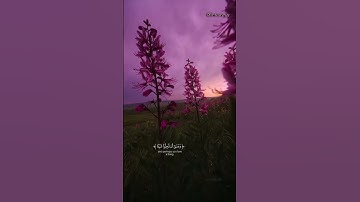 القارئ محمد هشام | سورة البقرة الآية 216 | #قرآن #قرآن_كريم #اكسبلور #explore