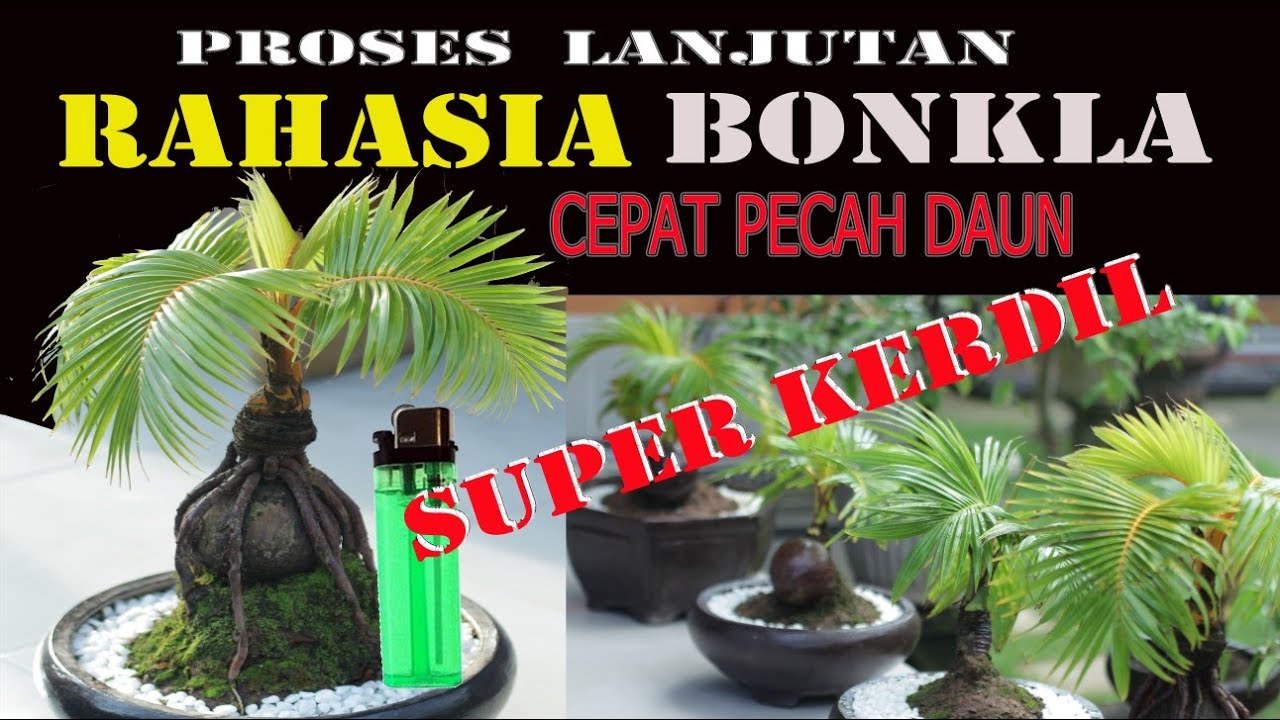  Bonsai  kelapa Progaram cepat  pecah daun  dan kerdil YouTube