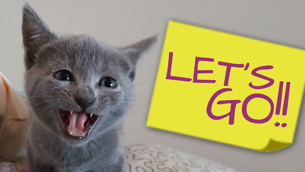 What cats do when you're not there - Mika