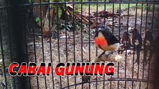 BURUNG CABAI GUNUNG screenshot 2