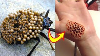 20 Most Dangerous Bugs On Earth|Most Dangerous Insects In Hindi