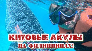 Моя Мечта Исполнилась! /Китовые Акулы На Острове Себу! /Жизнь Местных В Деревне Ослоб/Филиппины 2024