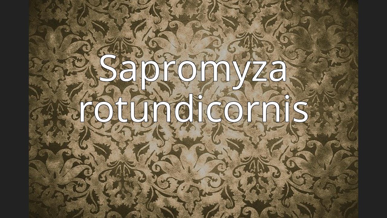 Sapromyza rotundicornis