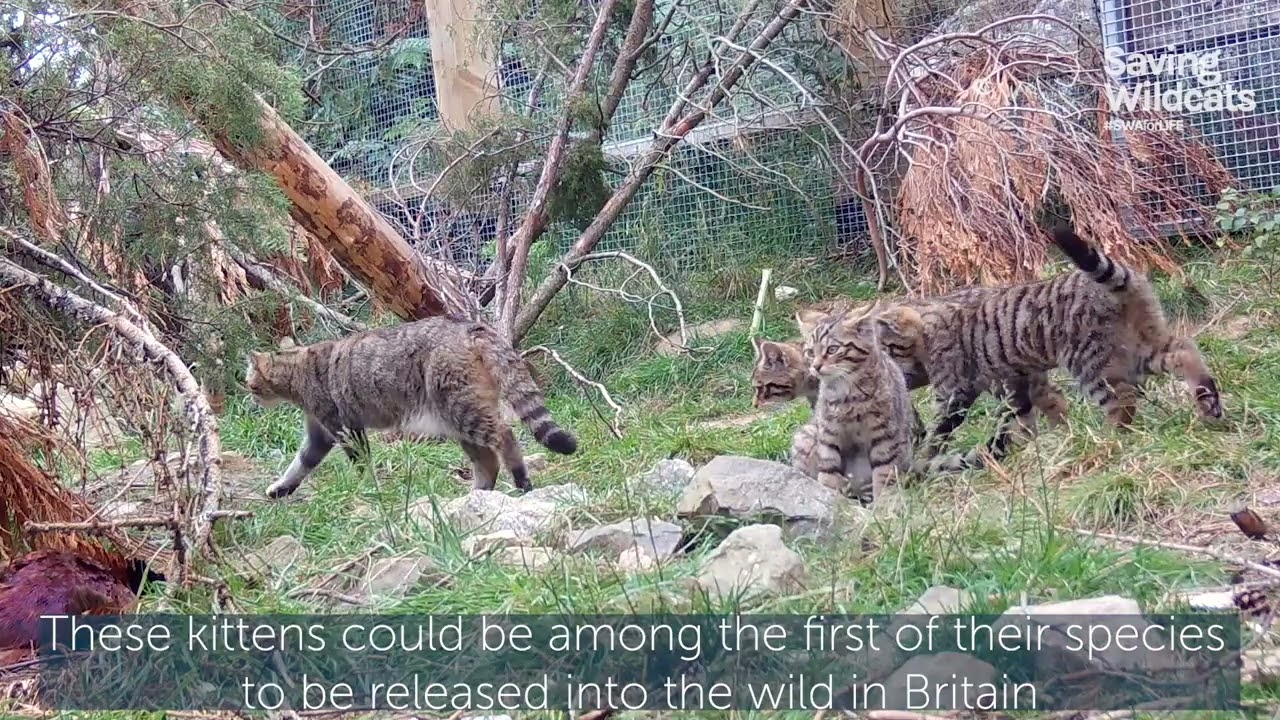 Hugely successful first breeding season at Saving Wildcats conservation breeding for release centre
