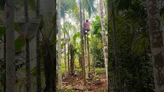 Amazing Talented Tree Climber | Village Vlog | #shorts