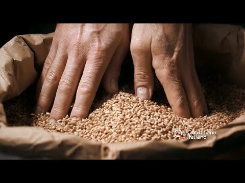Video: Il clima può mangiare il grano?