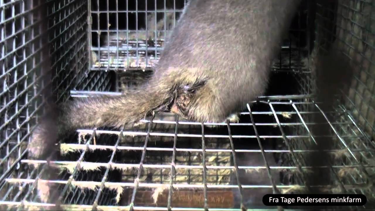 Verdens bedste minkfarme YouTube