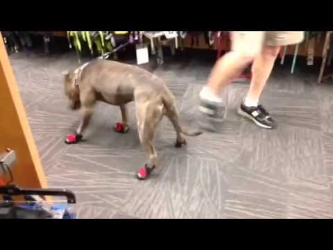 Pit Bull in her hot new Ruffwear shoes 