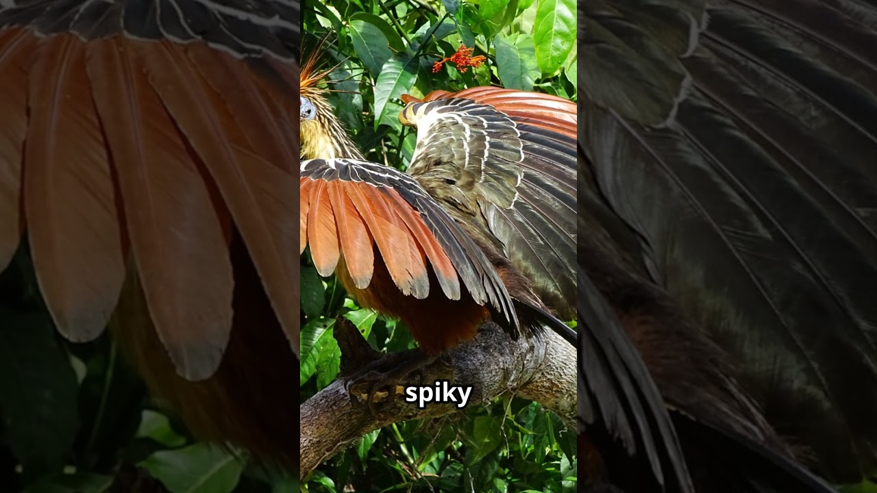 Meet The Hoatzin The Most BIZARRE Bird You've Never Seen!