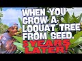 I grew a loquat tree from seed and this is what happened after 5 years