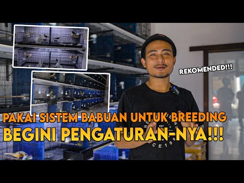 WAJIB DI LAKUKAN !! SAAT TERNAK YORKSHIRE, CARA SETING BABUAN !!| KENARI | CRV MEDIA