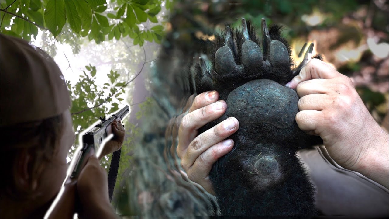 HIS FIRST BEAR EVER! Bear Hunting with Hounds in West Virginia YouTube