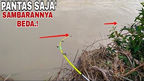 Mancing baung" ini yang aku suka umpan cacing kalung, ikan apa saja mau.!