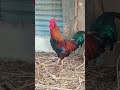 #chicken #localchicken #youtubeshorts #shortsviral #shorts