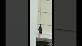 Thirsty Pigeon Drinks Ac Outlet Water pigeon thirsty apartment