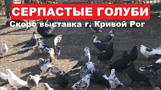 видео: Скоро ярмарка голубей и декоративных птиц - запланирована на 3 декабря по адресу ул. Вокзальная 27/б картинка: Скоро ярмарка голубей и декоративных птиц - запланирована на 3 декабря по адресу ул. Вокзальная 27/б