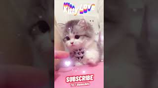 🐱 🐱 Kitty Love ❤❤❤ #short #viral #kitty #cat #cute Resimi