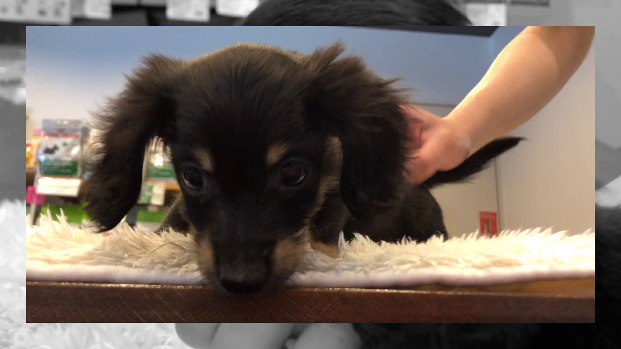 ミニチュアダックスフンド 不動の大人気犬種 ブラック タンのダックスが登場 可愛い姿をご堪能ください マルワン白楽店 横浜市神奈川区 No Youtube ミニチュアダックスフンド 不動の大人気犬種 ブラック タンのダックスが登場 可愛い姿をご堪能ください マルワン白楽店 横浜市神奈川区 No Youtube