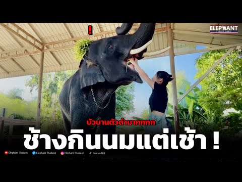 บัวบานทำไมตัวดำจัง❗️#elephant