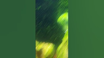 Algae identification