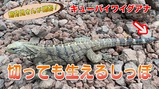 イグアナのしっぽの不思議！