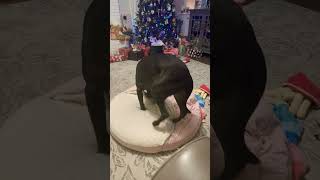Famous She still doesn’t get it #dog #short #funny #cute Wealth