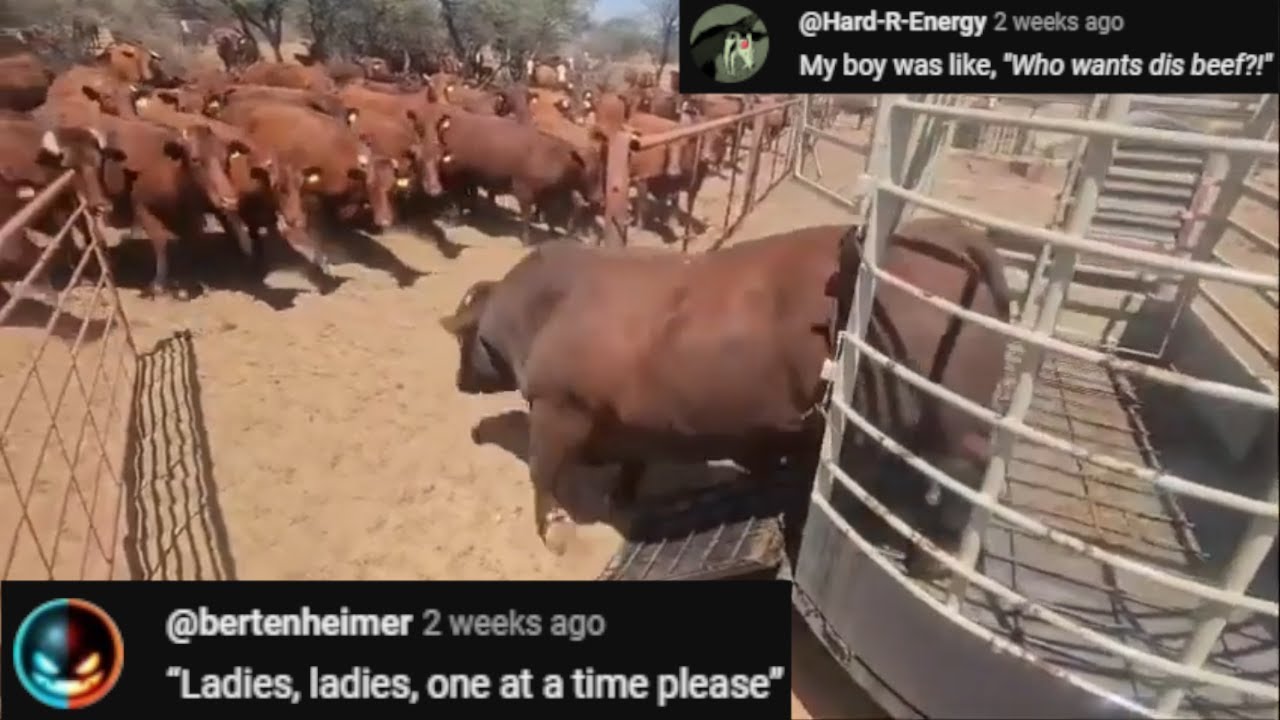 The LUCKIEST Bull - Chat Music