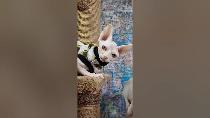 Video 3468501: canadian sphynx kitty, canadian sphynx kitten, sphynx kitten loving, sphynx cat, eyed sphynx