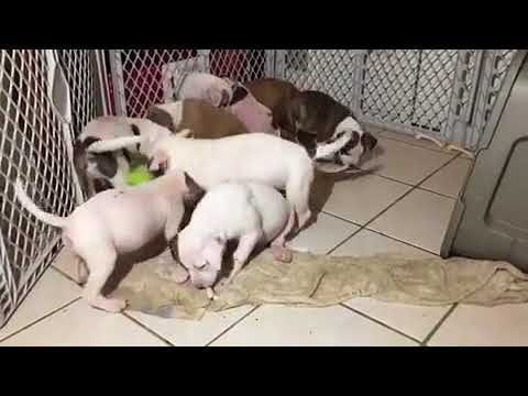 rumble video upload Super Cute Litter of Foster Puppies Playing