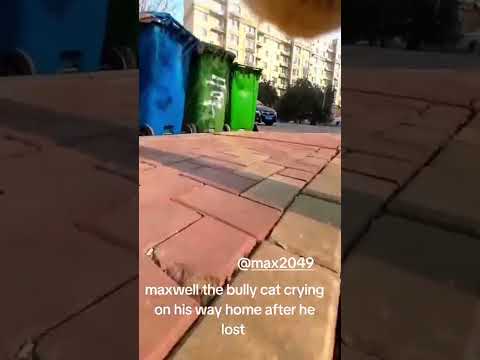 Maxwell the bully