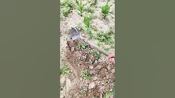 Workers work in the cornfield. Good tools improve productivity