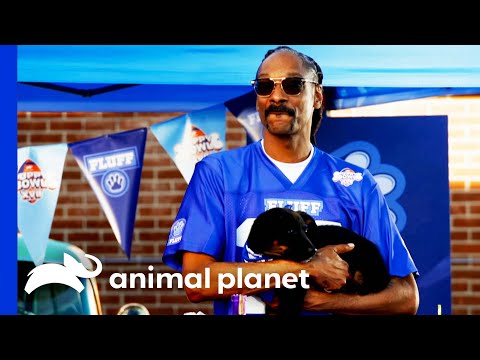 Snoop Dog & Martha Stewart Host Puppy Bowl XVII | Puppy Bowl XVII | Animal Planet