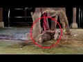 5 อันดับช้างตกลูก  TOP 5 Elephant have baby   [พลายบัวบาน]