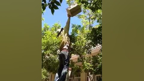 Moving bees into the box