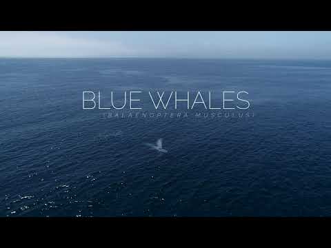 The Largest Animal