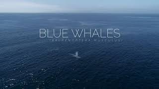 The Largest Animal on the Planet! | Blue Whales  Santa Barbara, CA